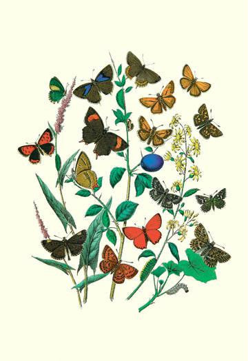 Butterflies: P. Sylvanus, Z. Quercus, et al. 20x30 poster