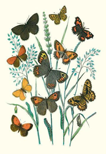 Butterflies: E. Hyperanthus, N. Lucina, et al. 20x30 poster