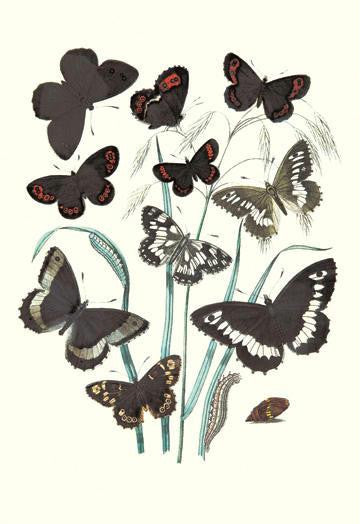 Butterflies: H. Circe, H. Hermione, et al. 20x30 poster