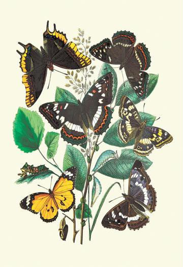 Butterflies: L. Populi, A. Iris, et al. 20x30 poster