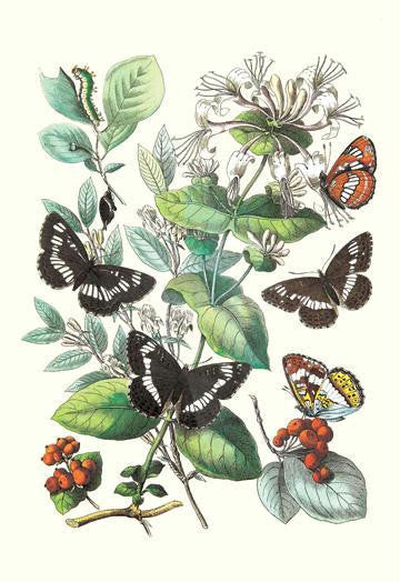 Butterflies: N. Lucilla, L. Sibylla 20x30 poster