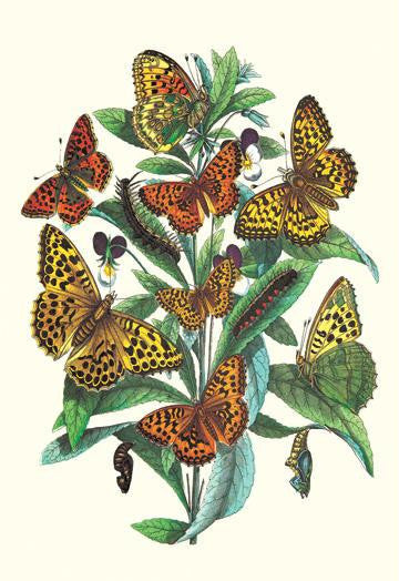 Butterflies: A. Dia, A. Lathonia, et al. 20x30 poster