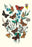 Butterflies: M. Cynthia, M. Athalia, et al. 20x30 poster