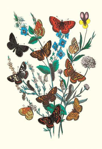 Butterflies: M. Cynthia, M. Athalia, et al. 20x30 poster