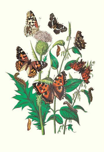 Butterflies: V. Xanthomelas, V. Prorsa, et al. 20x30 poster