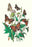 Butterflies: V. Xanthomelas, V. Prorsa, et al. 20x30 poster