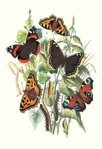 Butterflies: V. Atalanta, V. Antiopa, et al. 20x30 poster