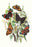 Butterflies: V. Atalanta, V. Antiopa, et al. 20x30 poster