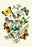 Butterflies: C. Palaeno, C. Phicomene, et al. 20x30 poster