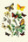 Butterflies: E. Belemia, E. Tagis, et al. 20x30 poster