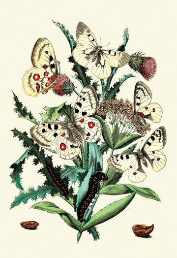 Butterflies: P. Apollo, P. Phoebus, et al. 20x30 poster