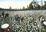 Workers in Cotton Field 20x30 poster