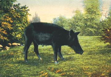 Wild Boar 20x30 poster