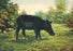 Wild Boar 20x30 poster