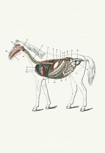 Longitudinal Section of a Horse 20x30 poster