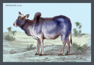 Indian Ox, or Zebu 20x30 poster