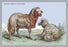 Barbary Breed of Wild Sheep 20x30 poster