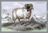 Black Faced Ram 20x30 poster