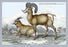 Rocky Mountain Sheep - Male & Female 20x30 poster