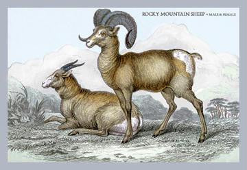 Rocky Mountain Sheep - Male & Female 20x30 poster