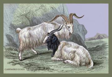 Cashmere Goats 20x30 poster