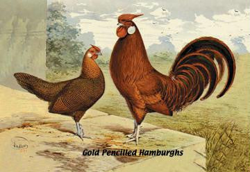 Gold Pencilled Hamburghs 20x30 poster