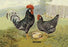 Anconas (Chickens) 20x30 poster