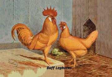 Buff Leghorns 20x30 poster