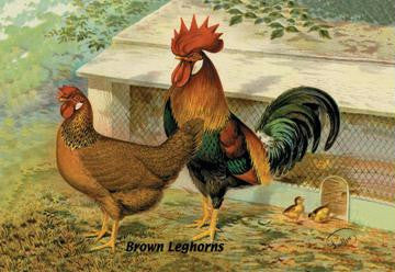 Brown Leghorns 20x30 poster