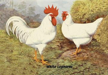 White Leghorns 20x30 poster