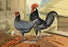 Andalusians (Chickens) 20x30 poster