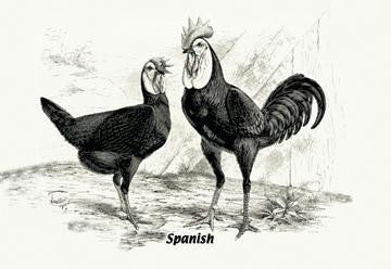 Spanish (Chickens) 20x30 poster