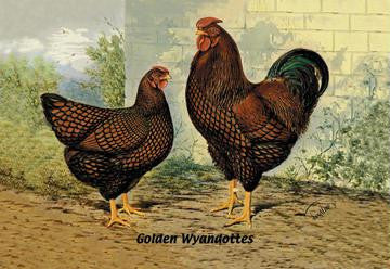 Golden Wyandottes 20x30 poster