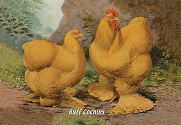 Buff Cochins 20x30 poster