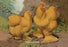 Buff Cochins 20x30 poster