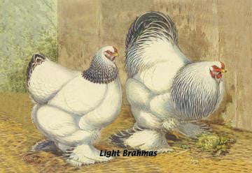 Light Brahmas 20x30 poster