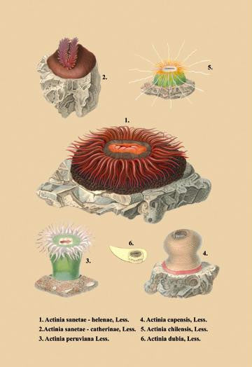 Actinia Sanetae et al. 20x30 poster