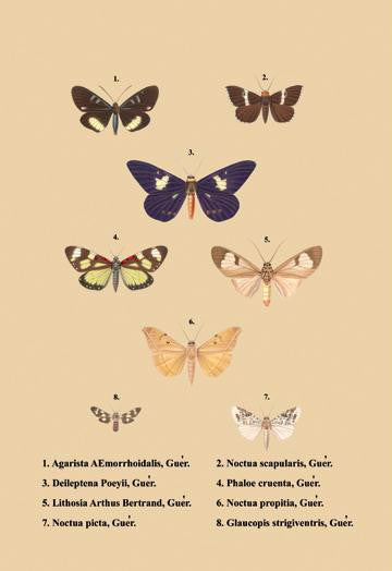 Agarista a Emorrhoidalis, Guer et al. 20x30 poster