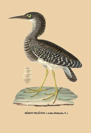 Heron Phaeton 20x30 poster