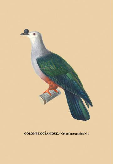 Colombe Oceanique 20x30 poster