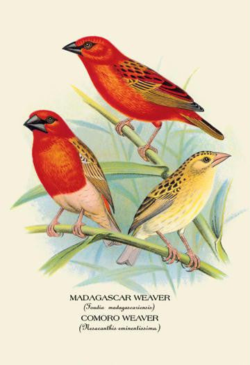 Madagascar Weaver; Comoro Weaver 20x30 poster