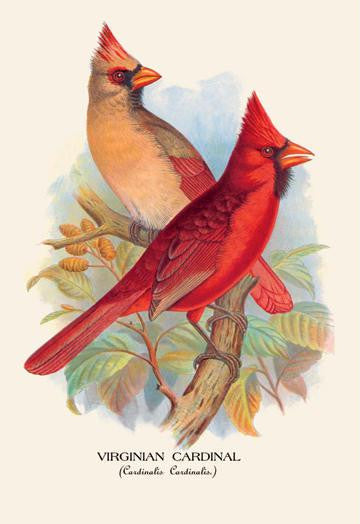 Virginian Cardinal 20x30 poster