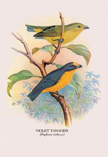 Violet Tanager 20x30 poster