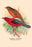 Scarlet Tanager 20x30 poster