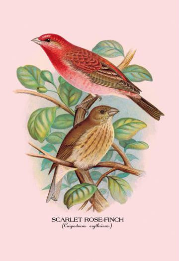 Scarlet Rose-Finch 20x30 poster