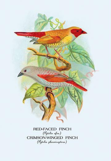 Red-Faced Finch; Crimson-Winged Finch 20x30 poster