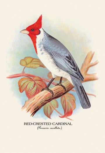 Red-Crested Cardinal 20x30 poster