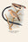 Pin-Tailed Whydah 20x30 poster