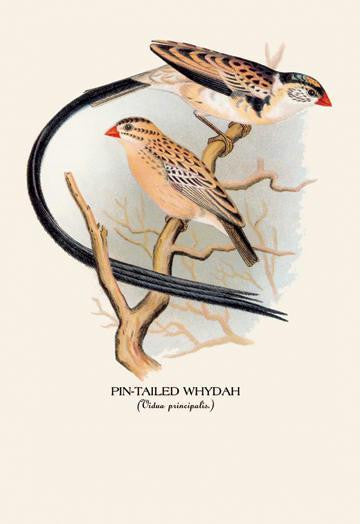 Pin-Tailed Whydah 20x30 poster