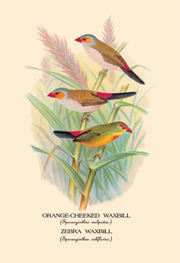 Orange-Cheeked Waxbill; Zebra Waxbill 20x30 poster